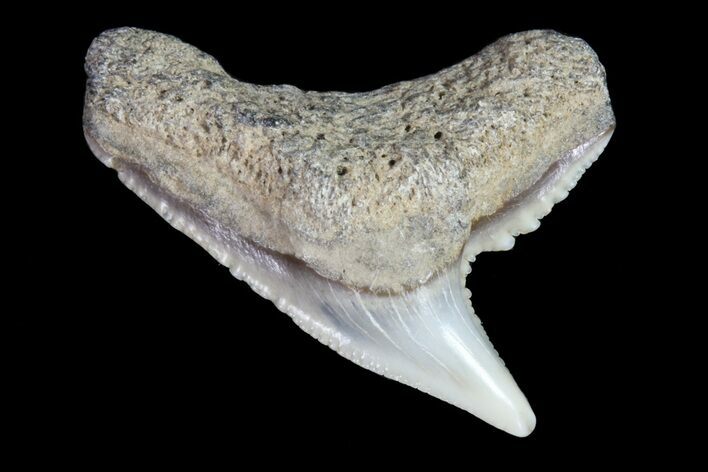 Colorful Fossil Tiger Shark (Galeocerdo) Tooth - Virginia #71148